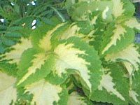 �R���E�X(Coleus�j