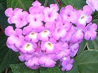 ^i(Lantana)