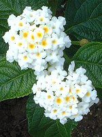 ^i(Lantana)