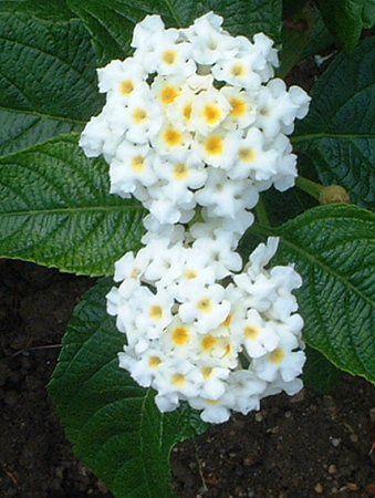 ^i(Lantana)