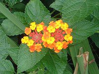 ^i(Lantana)