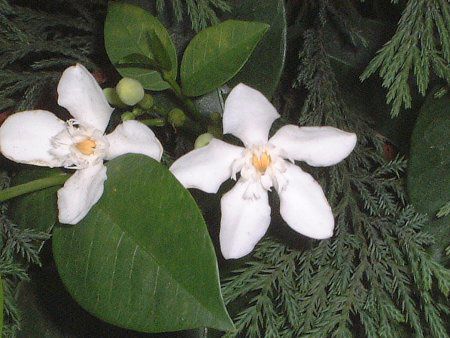 ZCCeBA(Ceylon wrightia)