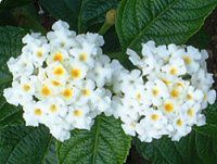 ^i(Lantana)