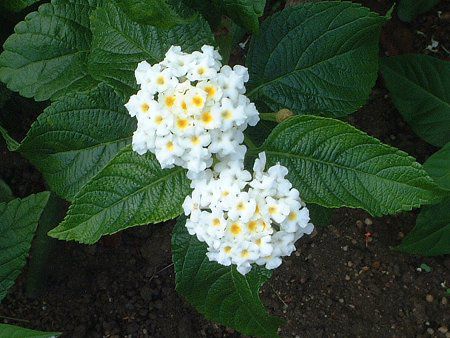 ^i(Lantana)