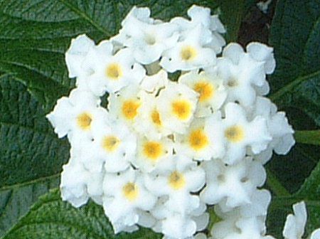 ^i(Lantana)