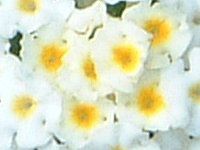 ^i(Lantana)