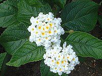 ^i(Lantana)