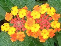 ^i(Lantana)