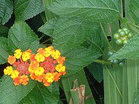^i(Lantana)