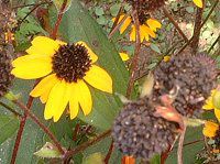 ルドベキア Rudbeckia かぎけんweb ルドベキア Rudbeckia かぎけんweb