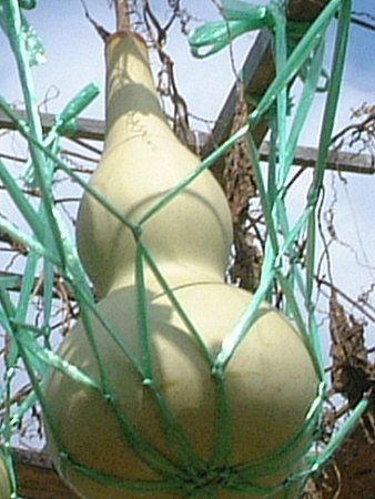 ヒョウタン(瓢箪)【かぎけんWEB】