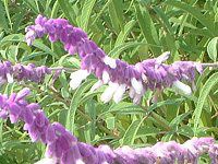 LVJubVZ[W(Mexican Bush Sage)