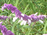 LVJS[hubV(Mexican Gold Bush)