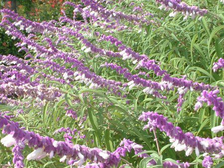 LVJEubVZ[W(Mexican Bush Sage)