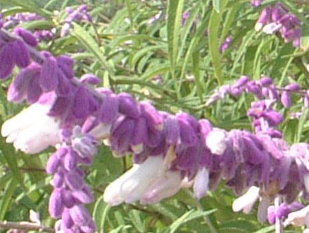 LVJEubVZ[W(Mexican Bush Sage)