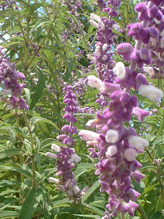 LVJEubVZ[W(Mexican Bush Sage)