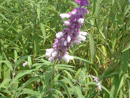 LVJEubVZ[W(Mexican Bush Sage)
