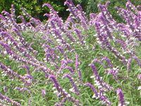 LVJEubVZ[W(Mexican Bush Sage)