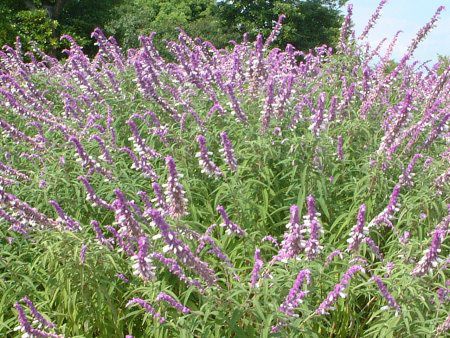 LVJEubVZ[W(Mexican Bush Sage)