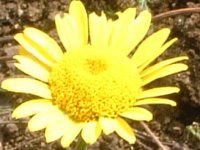 _C[YJ}C(Dyer's chamomile)