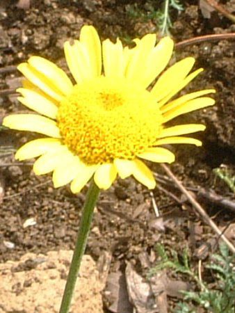 _C[YJ}C(Dyer's chamomile)