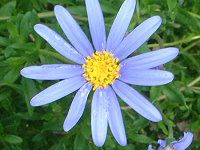 u[f[W[(Blue daisy)