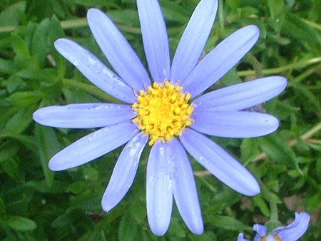 u[f[W[(Blue daisy)