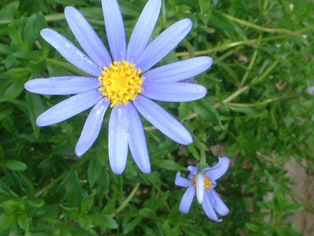 u[f[W[(Blue daisy)