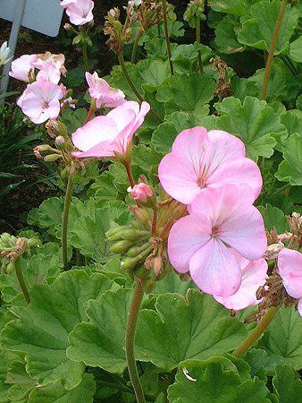 [jE(Geranium)