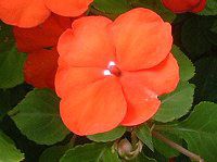 Cp`FX(Impatiens)