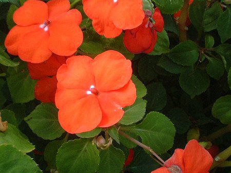 Cp`FX(Impatiens)