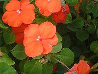 Cp`FX(Impatiens)