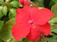 Cp`FX(Impatiens)