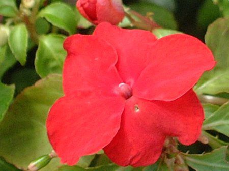 インパチェンス Impatiens かぎけんweb