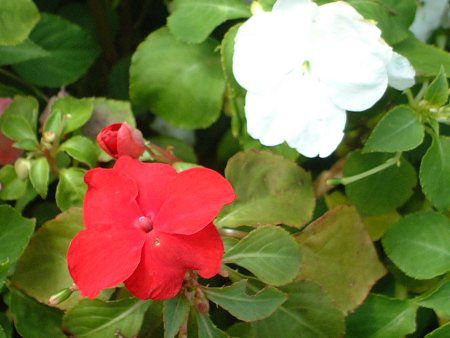 Cp`FX(Impatiens)