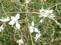 KE(Gaura)