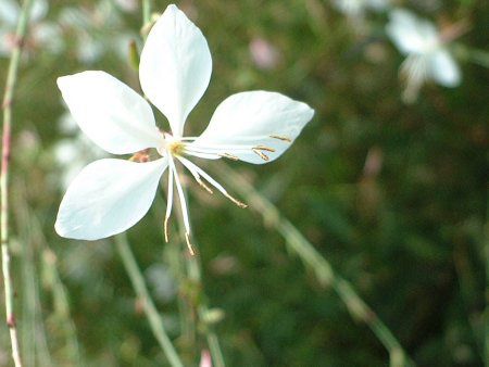 KE(Gaura)
