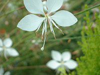 KE(Gaura)