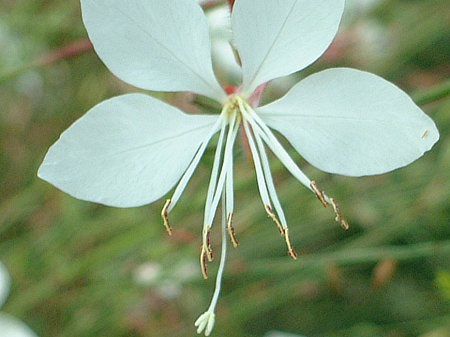 KE(Gaura)