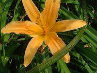 wJX(Hemerocallis)