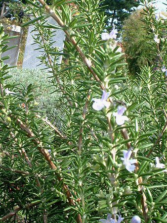 森の音、フランキンセンス、スペアミント、ローズマリー ローズマリー（立性）20Potセット<br>（送料無料）<br>ハーブ