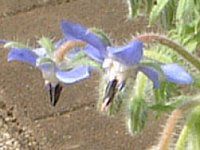 {W(Borage)