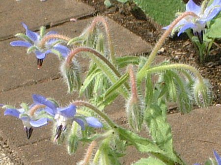 {W(Borage)
