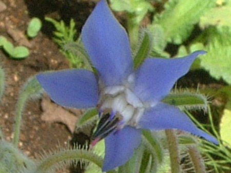 {W(Borage)