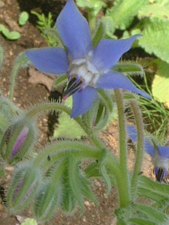 {W(Borage)