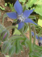 {W(Borage)