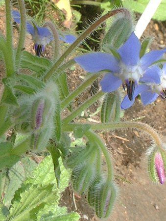 {W(Borage)