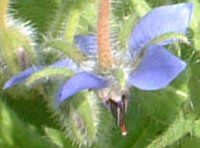 {W(Borage)
