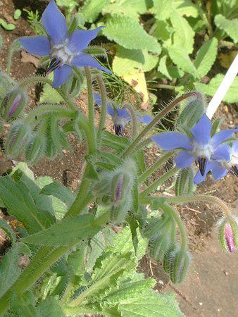 {W(Borage)
