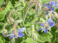 {W(Borage)